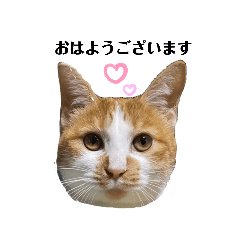 [LINEスタンプ] しろいおひげ