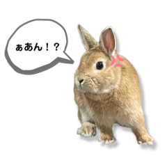 [LINEスタンプ] 日常で使える実写版ネザーランドドワーフ