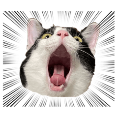 [LINEスタンプ] はちゃおさま