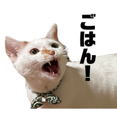 [LINEスタンプ] 愛猫ハッピー＆ラッキー