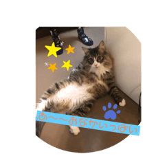 [LINEスタンプ] ノルウェージャンニンニクたぬき