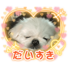 [LINEスタンプ] 癒されスタンプ！！愛犬きんたん編