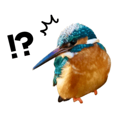 [LINEスタンプ] 日本の可愛い野鳥たち