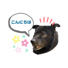 [LINEスタンプ] 黒い犬のくうちゃん【☆実写版☆】