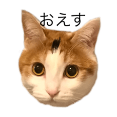[LINEスタンプ] 三毛猫たこわさスタンプ