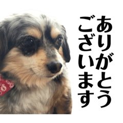 [LINEスタンプ] 愛犬ぽんちゃんのスタンプ
