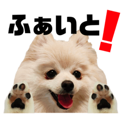 [LINEスタンプ] ポメラニアンごあいさつ