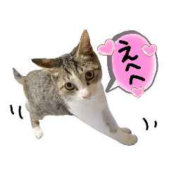 [LINEスタンプ] 6にゃんず＋1 現代編