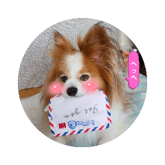 [LINEスタンプ] ぱぴぱぴパピヨン71
