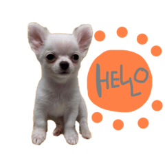[LINEスタンプ] ぼくちぃ太郎。