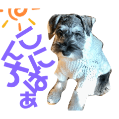 [LINEスタンプ] カールくん！ガチャガチャ文字