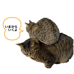 [LINEスタンプ] うちの3ニャン①