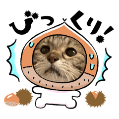 [LINEスタンプ] 猫スタンプ②（よく使う）