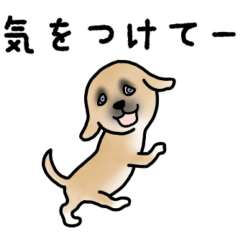 [LINEスタンプ] フィリピンイヌネコ