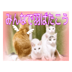 [LINEスタンプ] 猫だらけの卒業シーズン到来