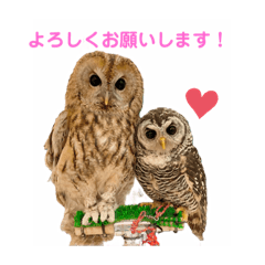 [LINEスタンプ] 月島のフクロウスタンプ
