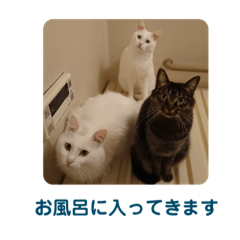 [LINEスタンプ] マロンファミリーのスタンプ