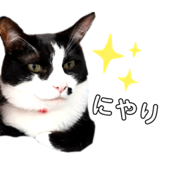 [LINEスタンプ] むさしとこじろう 実写