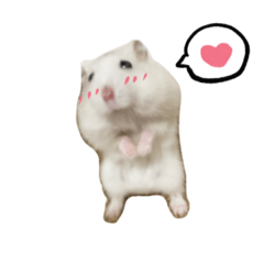 [LINEスタンプ] むぎちゃんとたまに猫