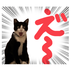 [LINEスタンプ] ドジ猫ベル。第一弾