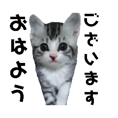 [LINEスタンプ] しろいおひげスタンプ3