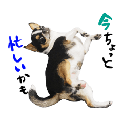 [LINEスタンプ] ちわわわん！3