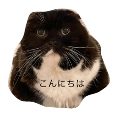 [LINEスタンプ] ボブとチョコ 2