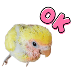 [LINEスタンプ] コザクラインコのモコ