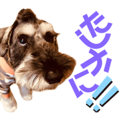 [LINEスタンプ] カールくん！ガチャガチャ文字スタンプ