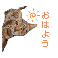 [LINEスタンプ] ゴリゴリ元気あめおくん！2