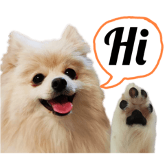 [LINEスタンプ] ポメラニアンが英語であいさつ Pomeranianの画像（メイン）