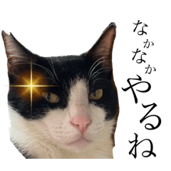 [LINEスタンプ] ドジ猫ベル。第三弾