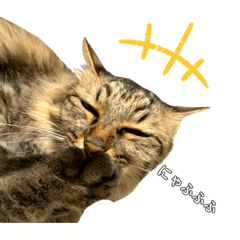 [LINEスタンプ] むさしとこじろう 実写2