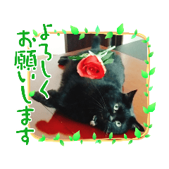 [LINEスタンプ] 黒猫じみーのあいさつ