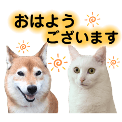 [LINEスタンプ] 柴犬ヒメと白猫ルル2