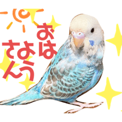 [LINEスタンプ] セキセイ・インコのカイちゃんとピーちゃん