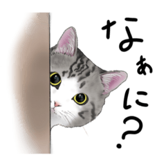 [LINEスタンプ] たくさんねこねこスタンプ