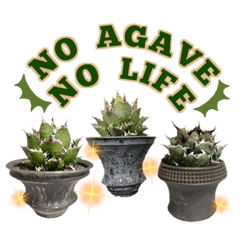 [LINEスタンプ] AGAVE LOVERのためのアガベスタンプ第2弾