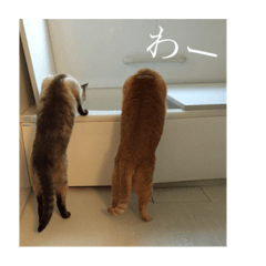 [LINEスタンプ] R家の猫たち