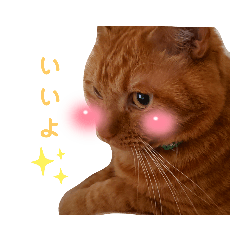 [LINEスタンプ] 虎猫とらちゃん