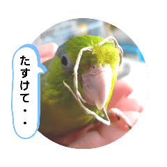 [LINEスタンプ] しぃたん1