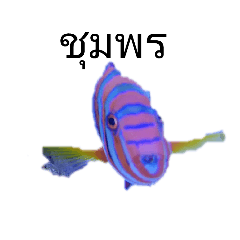 [LINEスタンプ] タイ国鉄南本線熱帯魚写真海月水族館③
