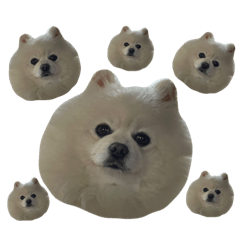 [LINEスタンプ] this is 毛玉2