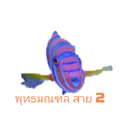 [LINEスタンプ] タイ国鉄南本線熱帯魚写真海月水族館⑤