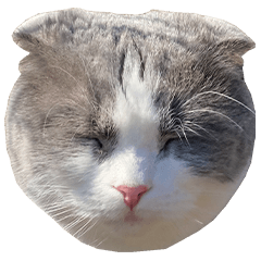 [LINEスタンプ] 猫田ぷく