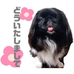 [LINEスタンプ] 5ペキLIFE