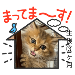 [LINEスタンプ] おてんば娘チャチャチャ