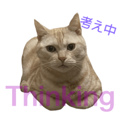 [LINEスタンプ] コロンたんのThinking Time