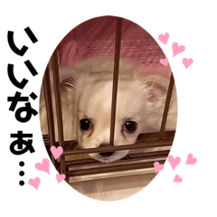 [LINEスタンプ] 犬と猫 7匹の家族♪