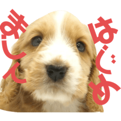 [LINEスタンプ] イングリッシュのノアちゃん！写真型